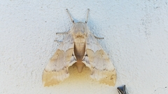 Pachysphinx occidentalis
