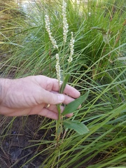 Persicaria attenuata