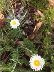 Chrysocephalum baxteri