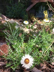 Chrysocephalum baxteri