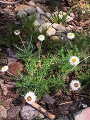 Chrysocephalum baxteri