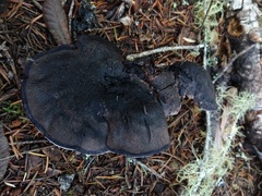 Hydnellum fuscoindicum