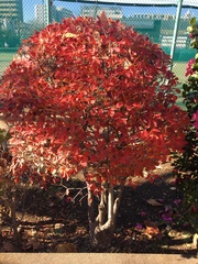 Enkianthus perulatus