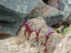 Terminalia bellirica