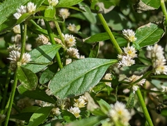Alternanthera bettzickiana