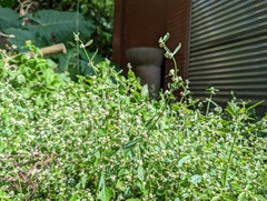 Alternanthera bettzickiana