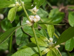 Alternanthera bettzickiana