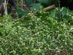 Alternanthera bettzickiana