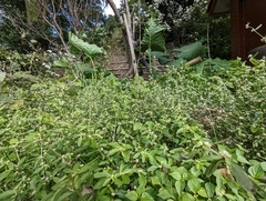 Alternanthera bettzickiana