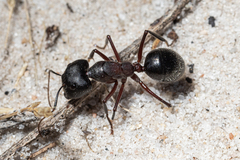 Camponotus intrepidus