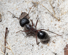 Camponotus intrepidus