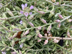 Cakile maritima maritima