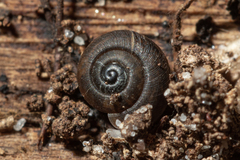 Excellaoma melbournensis