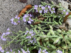 Cakile maritima maritima