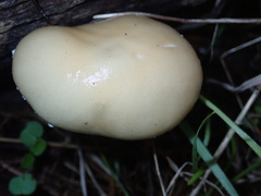 Stropharia ambigua
