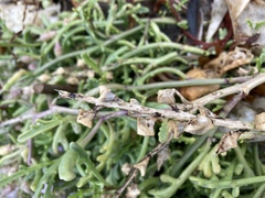 Cakile maritima maritima