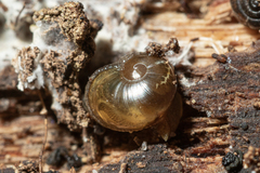 Helicarion cuvieri