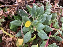 Camissoniopsis cheiranthifolia cheiranthifolia