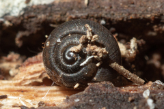 Excellaoma melbournensis