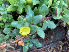 Camissoniopsis cheiranthifolia cheiranthifolia