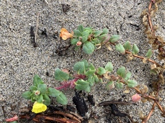 Camissoniopsis cheiranthifolia cheiranthifolia
