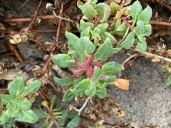 Camissoniopsis cheiranthifolia cheiranthifolia
