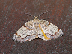 Achrosis calcicola