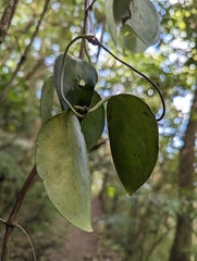 Clematis crassifolia
