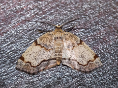 Achrosis calcicola