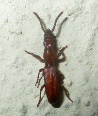 Brentidae