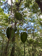 Clematis crassifolia