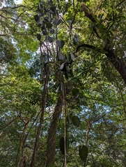 Clematis crassifolia