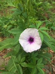 Ipomoea cairica