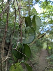Clematis crassifolia