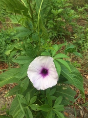 Ipomoea cairica
