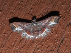 Hyriodes leucocraspis