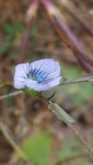 Linum bienne