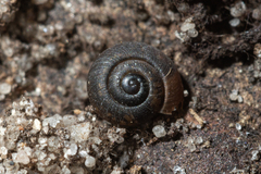 Excellaoma melbournensis