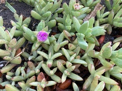 Carpobrotus chilensis
