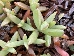 Carpobrotus chilensis