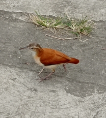 Furnarius leucopus