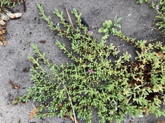 Carpobrotus chilensis