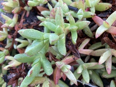 Carpobrotus chilensis