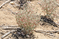 Eriogonum nidularium