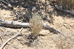 Eriogonum nidularium
