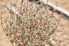 Eriogonum nidularium