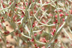 Eriogonum nidularium