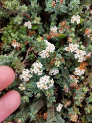 Pimelea prostrata