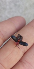 Cacoscelis nigripennis