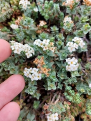 Pimelea prostrata